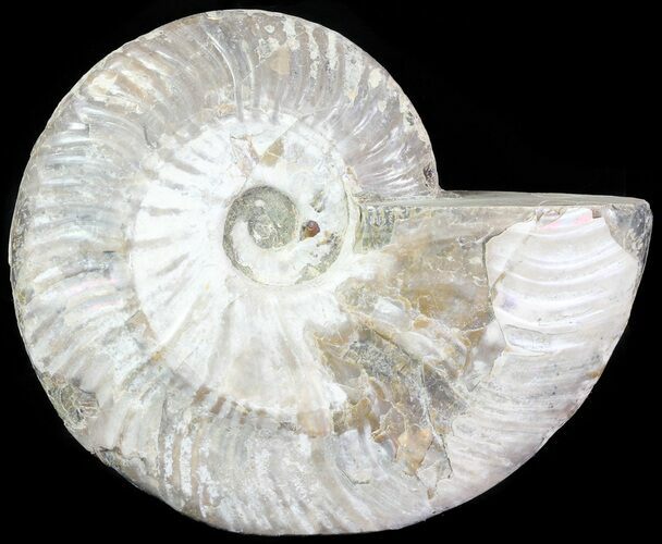 Silver Iridescent Ammonite - Madagascar #61510